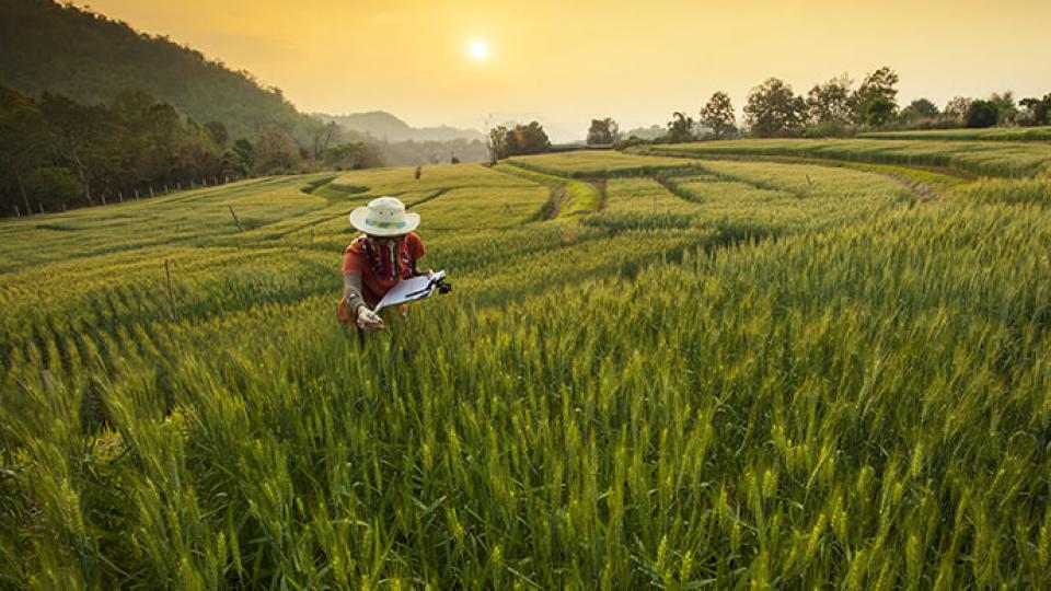 A person in a hat examines crops using a tablet in a vast green field at sunset.